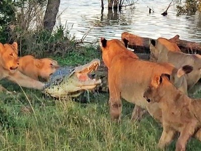 Cá sấu trộm mồi bị đàn sư tử bao vây