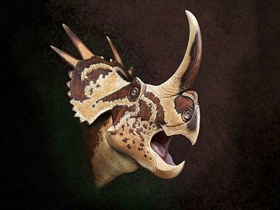 Phần đầu có cấu trúc phức tạp của loài Stellasaurus ancellae. Ảnh: Andrey Atuchin.