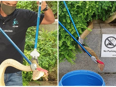 Rắn hổ mang chúa dài hơn 3 m xuất hiện giữa trung tâm dân cư đông đúc