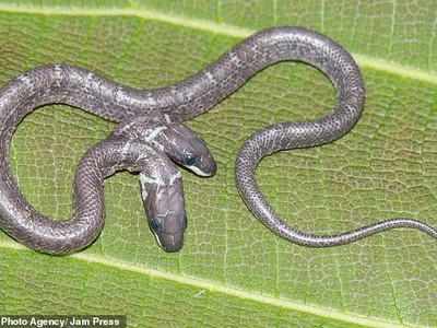 Siêu hiếm trong tự nhiên: Con rắn có hai đầu hoạt động độc lập với nhau