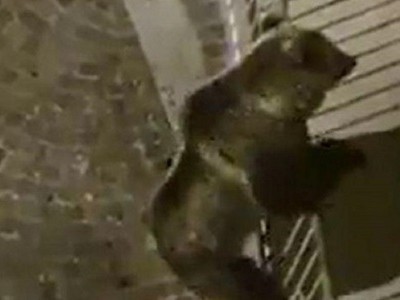 Gấu leo ban công để đột nhập vào nhà