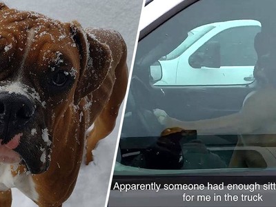 Bực mình vì phải chờ đợi, chú chó “gắt gỏng” bấm còi xe inh ỏi để thúc giục chủ nhân