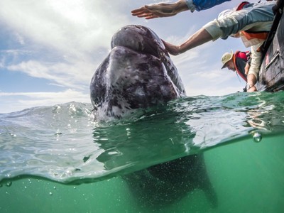 Khoảnh khắc thú vị cá voi xám bơi gần, nô đùa cùng khách du lịch