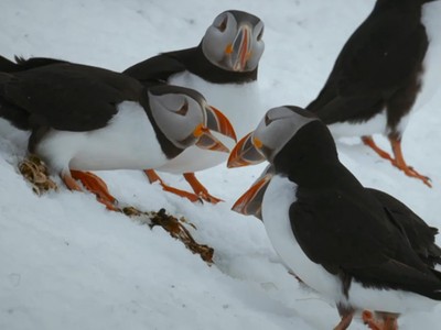 Hải âu đực đánh đuổi 'kẻ thứ ba'