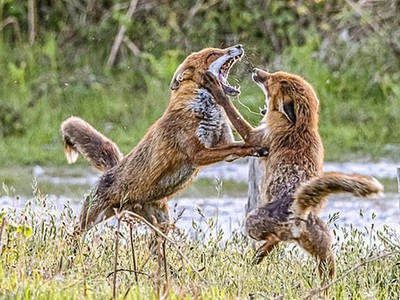 Đôi cáo đỏ há miệng khoe hàm răng sắc nhọn. Ảnh: SWNS.