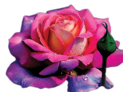 Những thanh âm giữa mùa Covid-19