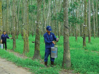 Cao su Thống Nhất (TNC) đặt mục tiêu tăng lãi cao trong năm 2020