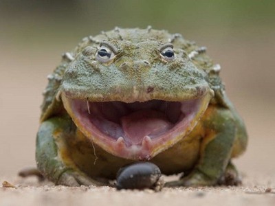 Báo hoa mai rút lui khi đối đầu ếch trâu