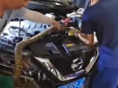 Rắn dài 2 m trốn trong khoang động cơ ôtô