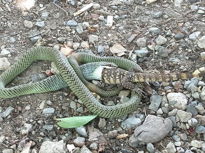 Rắn cườm chật vật nuốt kỳ đà