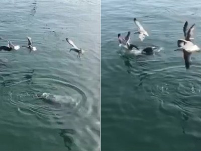 Mòng biển đua nhau tranh cá với hải cẩu