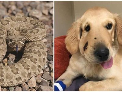 Ảnh: Paula Godwin.