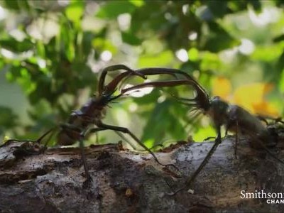 Bọ cánh cứng hất ngã tình địch từ độ cao gần 20 m