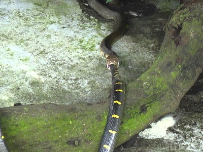 Rắn hổ mang chúa nuốt chửng kẻ đi săn mồi trong chớp mắt