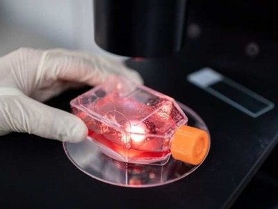 Kiểm tra các loại vắcxin thử nghiệm chữa dịch bệnh COVID-19 trong phòng thí nghiệm. (Nguồn: AFP).