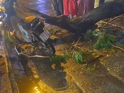 Một cây xanh bất ngờ bị đổ trong cơn mưa lớn, khiến 1 người đi đường tử vong tại chỗ.