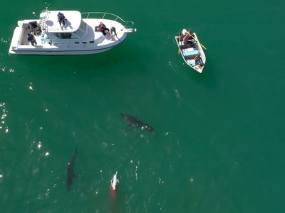 Cá mập trắng xé xác cá heo ngay trước mũi thuyền