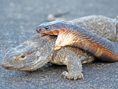 Kỳ đà khổng lồ vật lộn sinh tồn khi bị rắn hổ mang truy sát