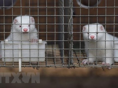 Chồn được nuôi tại trang trại ở tỉnh Hà Bắc, Trung Quốc. (Ảnh: AFP/TTXVN).