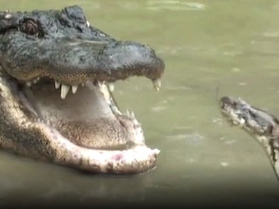 Trận ác chiến giữa trăn khổng lồ và cá sấu Mỹ