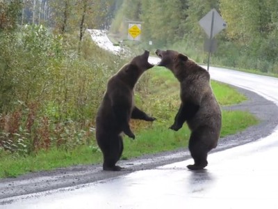 Gấu xám choảng nhau giữa đường cao tốc