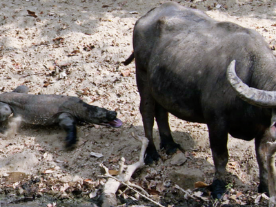 Cách thức độc đáo giúp rồng Komodo hạ gục con mồi to gấp 5 lần