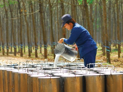 Cao su thiên nhiên: Lợi nhuận phân hóa sau cú sốc đầu ra 