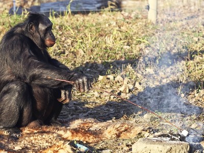 Chú vượn biết nhóm bếp, nấu nướng lành nghề như con người