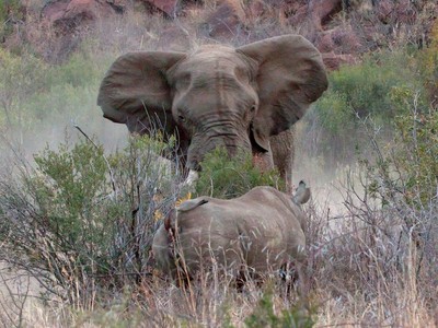 Bảo vệ miếng ăn, chú voi quyết chiến 3 con tê giác