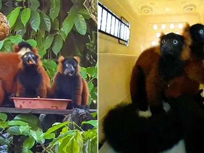 Vượn cáo song sinh ra mắt sở thú