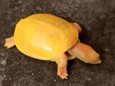 Tìm thấy con rùa có màu vàng óng từ đầu cho đến mai tại Ấn Độ