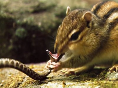 Hai trạng thái đối nghịch giữa kẻ đi săn rắn độc và kẻ bị rắn độc săn của loài sóc chuột