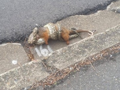 Ngủ gật ngã từ trên cây xuống đất, chồn túi trở thành bữa trưa của con trăn