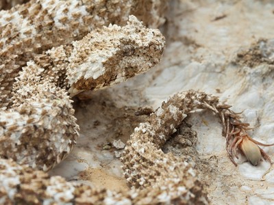 Loài rắn độc kỳ lạ nhất thế giới: Dùng đuôi giả làm nhện để nhử con mồi