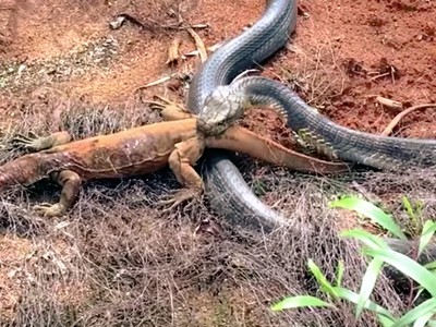 Vua của các loài rắn hạ sát con mồi chỉ bằng một cú đớp