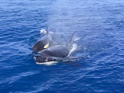 Khoảnh khắc bình yên, kẻ săn mồi tàn nhẫn cá voi sát thủ chơi đùa cùng cá mặt trời