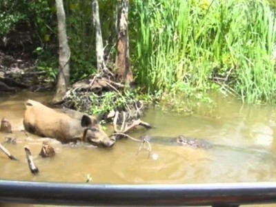 Cái giá của sự tham ăn, lợn rừng đánh đổi bằng chính mạng sống của mình