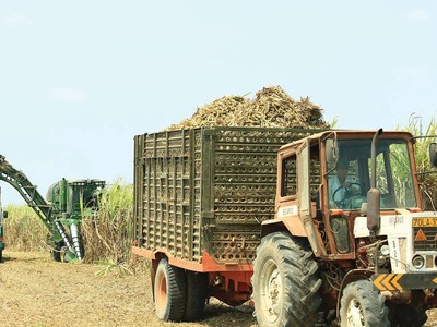 Doanh nghiệp mía đường chông chênh hồi phục