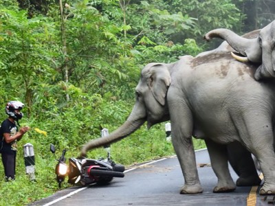 Chọc giận bầy voi hoang dã, người đàn ông phải quỳ lạy xin tha mạng