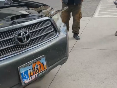 Rắn dài hơn 2 m trốn trong ô tô gây náo loạn cả công viên