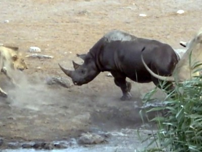 Tưởng dễ ăn, 3 con sư tử bị 1 con tê giác đang mang thai đuổi chạy “cong đuôi“
