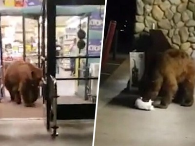Chú gấu gần 3 m mò vào siêu thị kiếm đồ ăn rồi “đánh chén” luôn bên ngoài cửa
