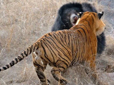 Hợp lực đi săn, đàn hổ hạ gục con gấu to lớn trong “nháy mắt“