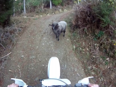 Không được nhường đường, con cừu nổi điên húc anh thanh niên chạy “té khói“