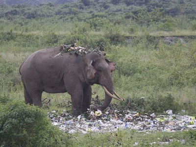 Xót xa hình ảnh con voi già đào bới bãi rác tìm thức ăn