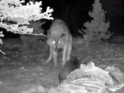 Bị cướp miếng ăn, chồn "Wolverine" quyết chiến với chó sói