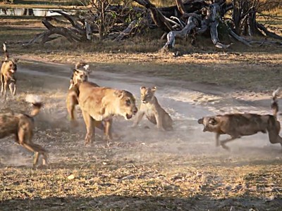 Bảo vệ con nhỏ, sư tử mẹ liều mình chiến đấu với đàn chó hoang hơn chục con