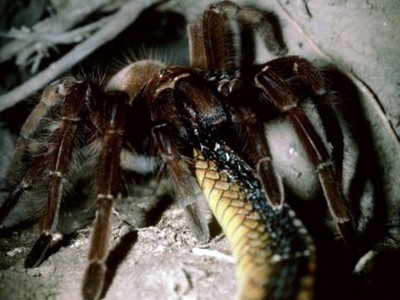 Cuộc chiến giữa 2 chuyên gia sử dụng chất độc: Nhện và Rắn, ai sẽ là người chiến thắng?