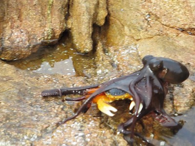 Tìm kiếm dưới đáy biển chưa đủ, bạch tuộc phi thân lên cạn săn mồi