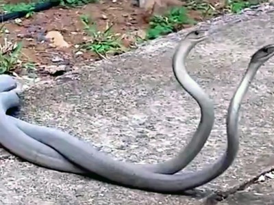 Thủ tục giao phối "rợn người" của loài rắn độc nguy hiểm nhất hành tinh